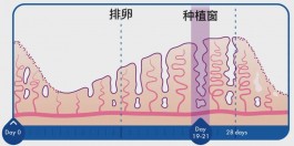 試管種植窗怎么檢測(cè) 這3種方法比較常見